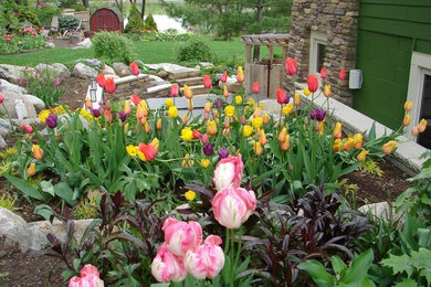Tulips in Bloom