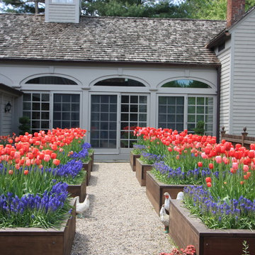 Tulips in planting beds