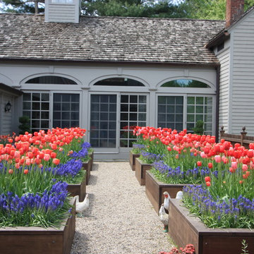 Tulips in planting beds