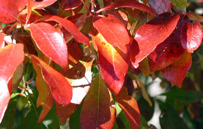 5 Uncommon Trees for Gorgeous Fall Color