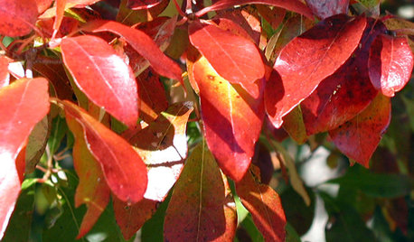 5 Uncommon Trees for Gorgeous Fall Color