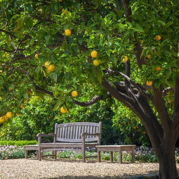 Under the Orange Tree
