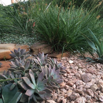 Various Xeriscapes by Team Rhinamic