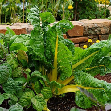 Vegetable Garden Planning
