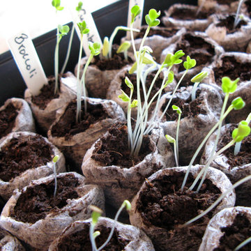 Vegetable Seedlings 2.jpg