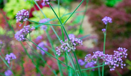 10 Purple Summer Flowers Pollinators Will Love