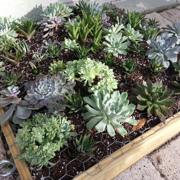 vertical succulent garden