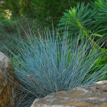 Very drought-tolerant, low maintenance, and year-round beautiful garden