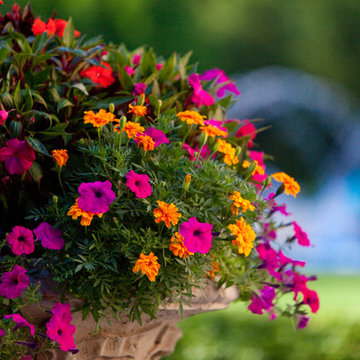 Vibrant & colorful flower pots, gardens and plants