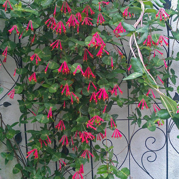 Walled Courtyard