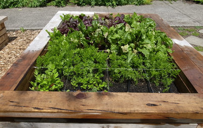 A Beginner's Guide to Growing an Organic Garden