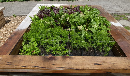 A Beginner's Guide to Growing an Organic Garden