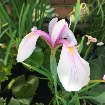 Water Lillies Belong in Your Water Garden