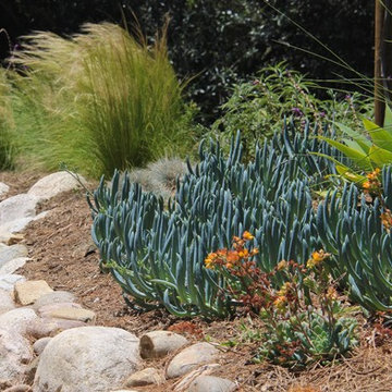 Water Wise Landscape Refresh (Clairemont Mesa)