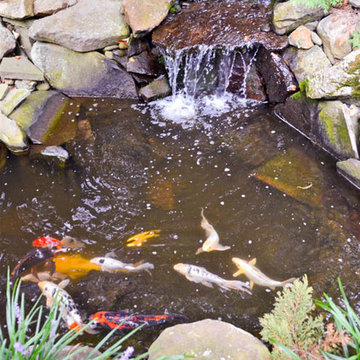 Waterfall | Koi Pond | Thornwood NY