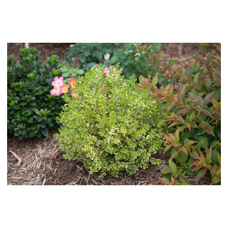 WEDDING RING® Boxwood (Buxus microphylla var. koreana)) - Eclectic ...