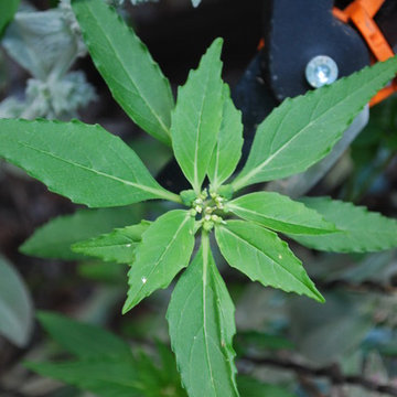 weed control