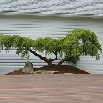 Weeping Canadian Hemlock