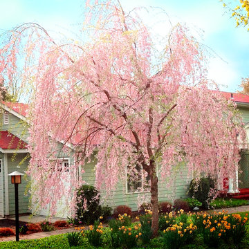 Weeping Higan Cherry