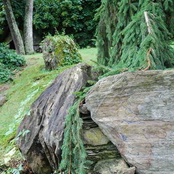 Weeping Norway Spruce and Boulder at Innisfree