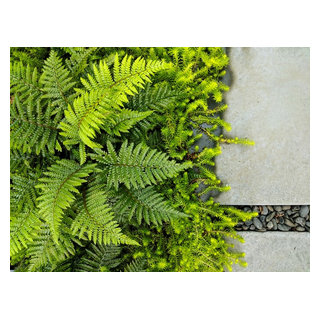 West Seattle Modern Living - Modern - Landscape - Seattle - by Orion ...