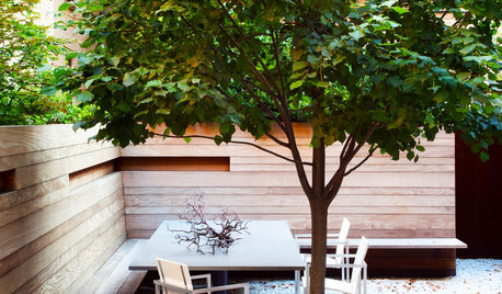 Pretty Trees for Patios, Paths and Other Tight Spots