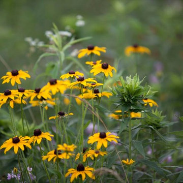 What We Can Learn From Longwood's New Meadow Garden