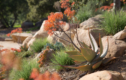 7 Inspiring Western Landscapes With Fall Color for Dry Climates