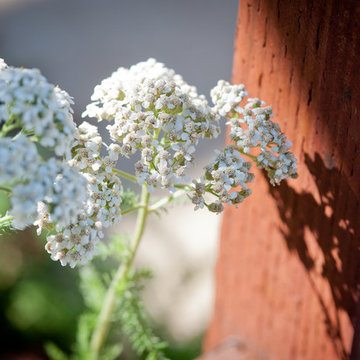 White Common Yarrow Flowers