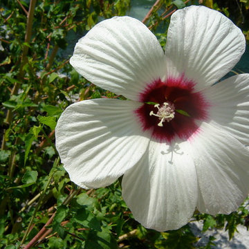 White Hibiscus (Hibiscus moscheutos)