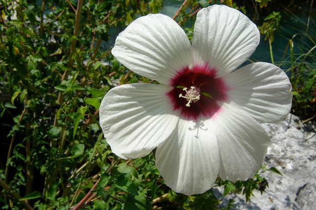 庭 White Hibiscus (Hibiscus moscheutos)