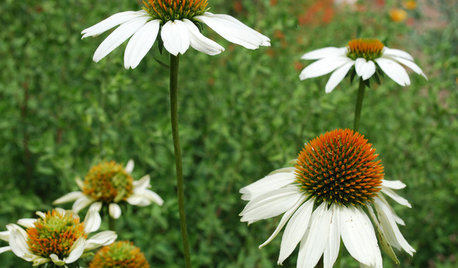 For Prairie-Style Charm, Plant a Beautiful Coneflower