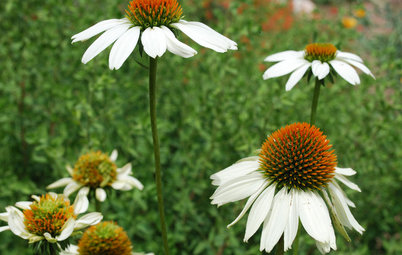 For Prairie-Style Charm, Plant a Beautiful Coneflower