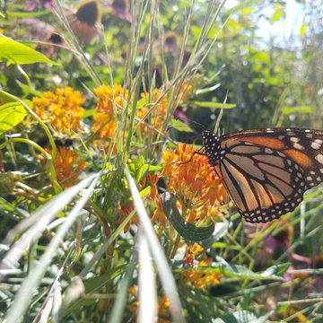 Why we plant Butterfly weed