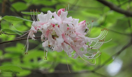 Great Design Plant: Rhododendron Canescens