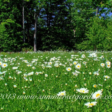 Wild flower meadow design in NJ