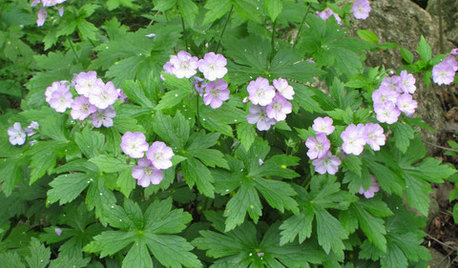 10 Essential Native Perennials for the Great Lakes and Upper Midwest