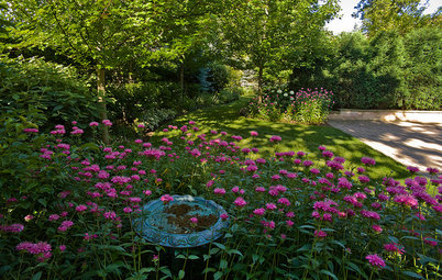 Exuberant Self-Seeders for Gorgeous, Easy-Care Gardens