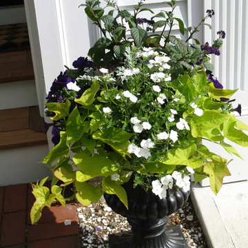 Window Boxes and Containers