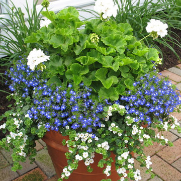 Window Boxes and Containers