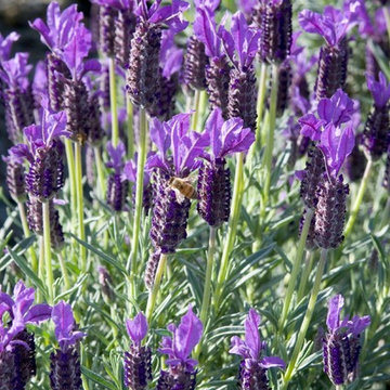 Winter Bee Spanish Lavender