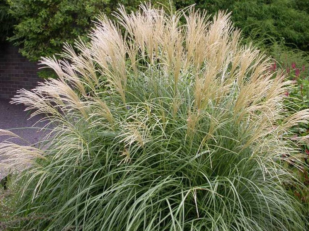 11 der schönsten winterharten Gräser für den Garten