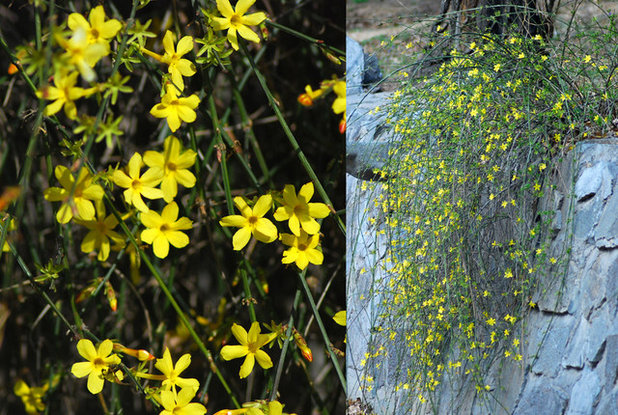 Garten Winter jasmine (Jasminum nudiflorum)