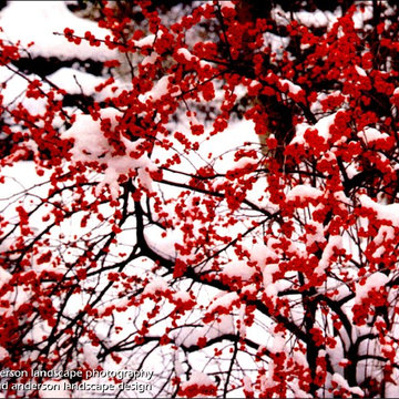 Winterberry In The Snow.  Minnesota Landscape Design.