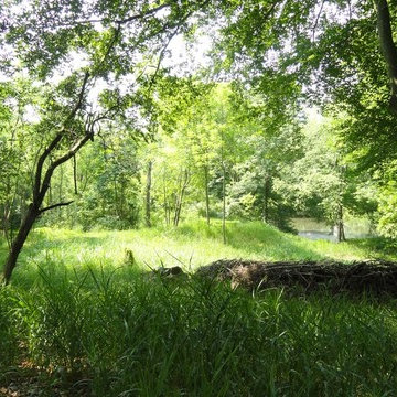 Woodland Meadow