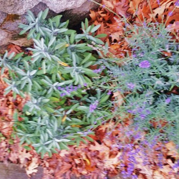 Woodstock Craftsman Cottage Rain Garden