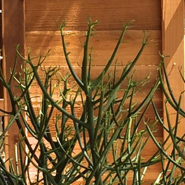 Xeriscape - Drought Tolerant Succulent Planting -Water Wise in LA