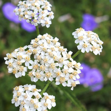 Yarrow flower close up