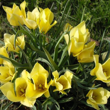 'Yellow Jewel' tulip (Tulipa batalinii 'Yellow Jewel')