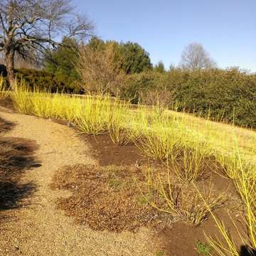 Yellow twig Dogwood in mass planting for estate landscaping pictures & ideas